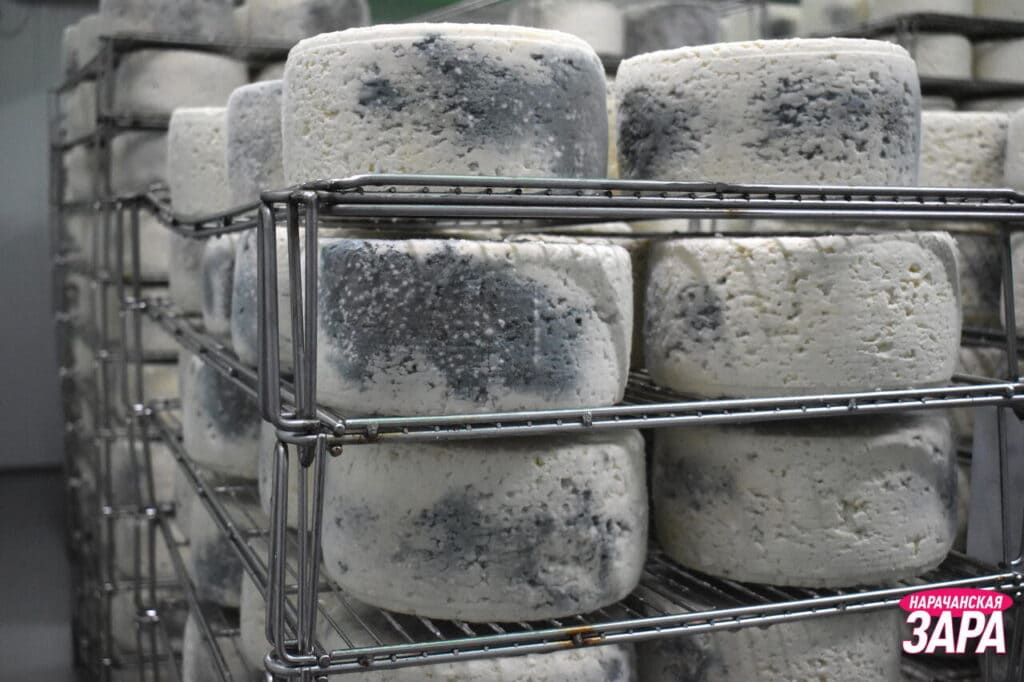 сыр с голубой плесенью