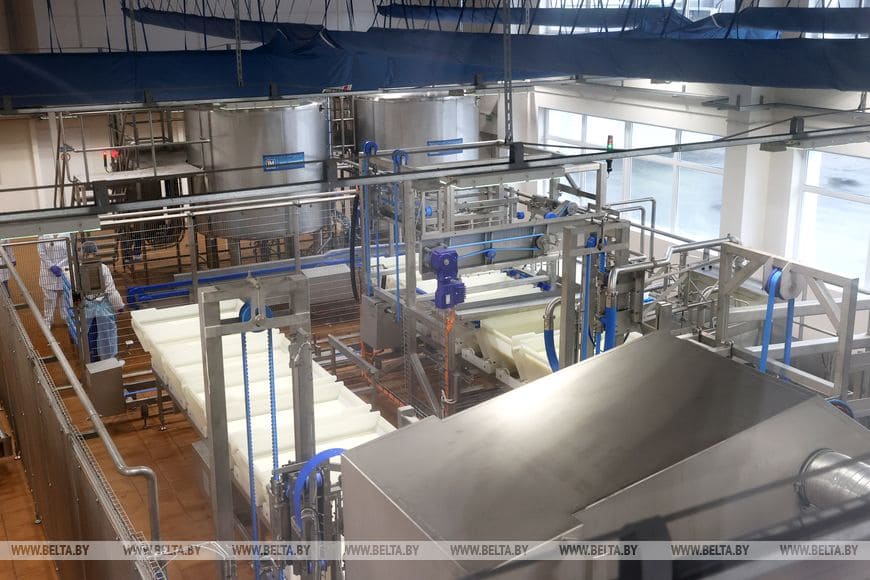 Производство сыров с белой плесенью наладили в Вилейке